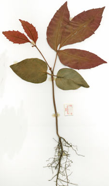 APII jpeg image of Tetrastigma nitens  © contact APII