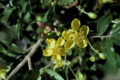 APII jpeg image of Ochna serrulata  © contact APII