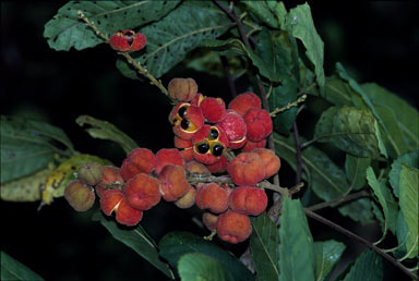 APII jpeg image of Cupaniopsis flagelliformis  © contact APII