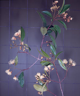 APII jpeg image of Syzygium oleosum  © contact APII