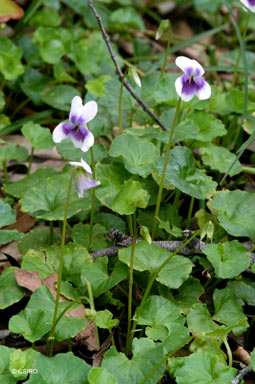 APII jpeg image of Viola hederacea  © contact APII