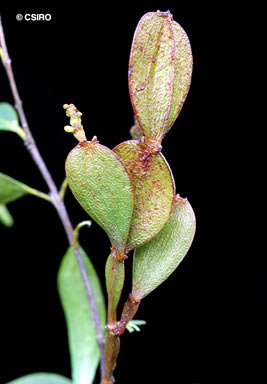 APII jpeg image of Korthalsella papuana  © contact APII