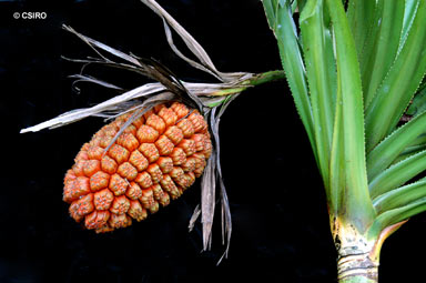 APII jpeg image of Pandanus sp. Russell River  © contact APII