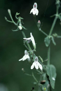 APII jpeg image of Rhaphidospora cavernarum  © contact APII