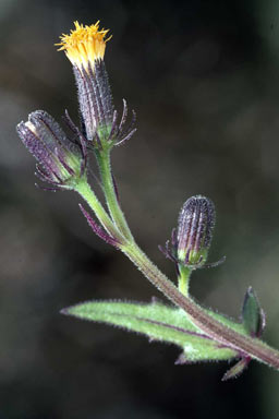 APII jpeg image of Gynura drymophila var. drymophila  © contact APII