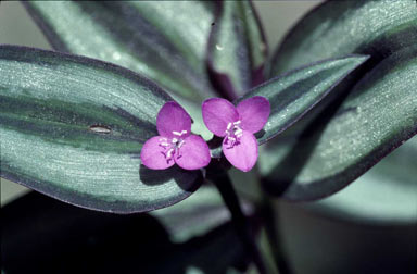 APII jpeg image of Tradescantia zebrina  © contact APII