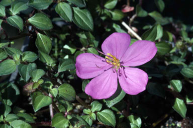 APII jpeg image of Dissotis rotundifolia  © contact APII