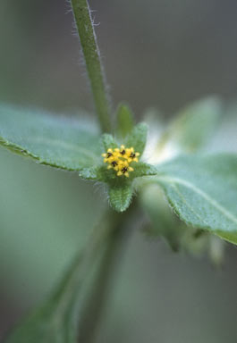 APII jpeg image of Eleutheranthera ruderalis  © contact APII