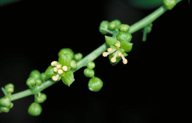 APII jpeg image of Tinospora smilacina  © contact APII