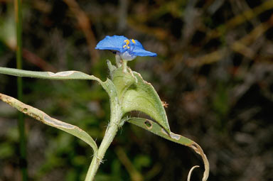 APII jpeg image of Commelina ensifolia  © contact APII