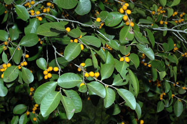 APII jpeg image of Diospyros geminata  © contact APII