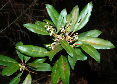 APII jpeg image of Elaeocarpus sp. Mossman Bluff (D.G.Fell 1666)  © contact APII