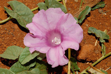 APII jpeg image of Ipomoea muelleri  © contact APII