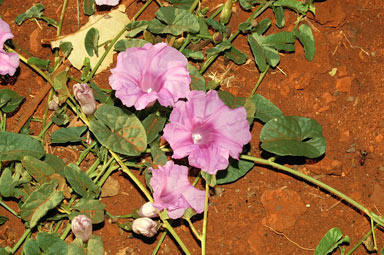 APII jpeg image of Ipomoea muelleri  © contact APII