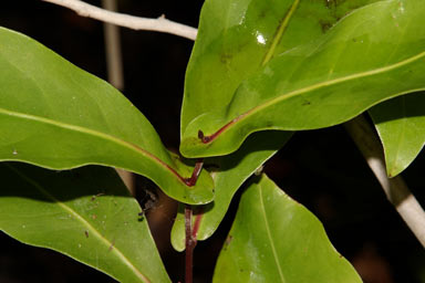 APII jpeg image of Megahertzia amplexicaulis  © contact APII