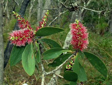 APII jpeg image of Melaleuca viridiflora  © contact APII