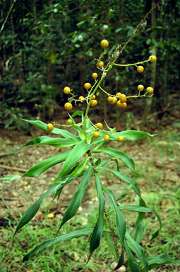 APII jpeg image of Pleomele angustifolia  © contact APII