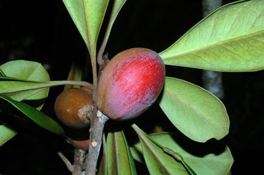 APII jpeg image of Planchonella euphlebia  © contact APII