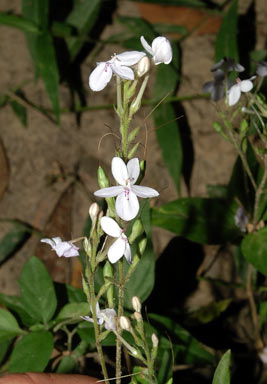 APII jpeg image of Pseuderanthemum variabile  © contact APII