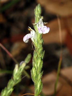 APII jpeg image of Rostellularia adscendens  © contact APII