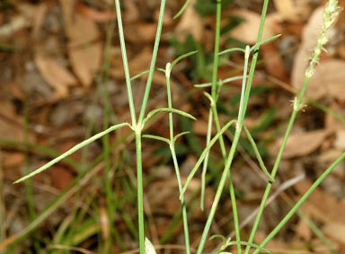 APII jpeg image of Rostellularia adscendens  © contact APII