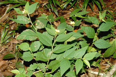 APII jpeg image of Sida rhombifolia  © contact APII