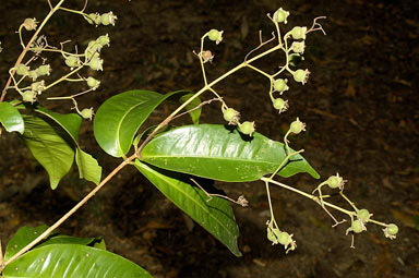 APII jpeg image of Sphaerantia discolor  © contact APII