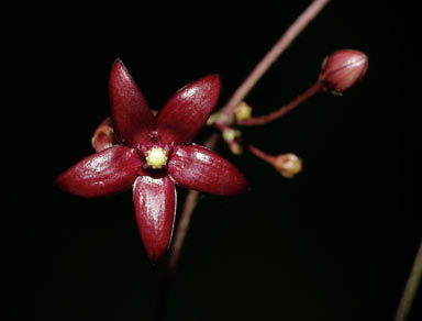 APII jpeg image of Tylophora colorata  © contact APII