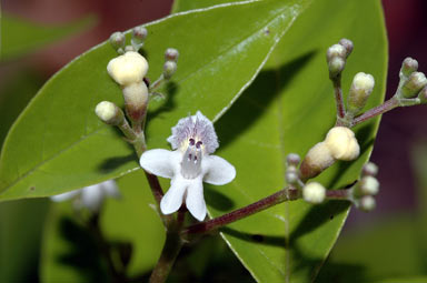 APII jpeg image of Vitex acuminata  © contact APII