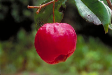 APII jpeg image of Syzygium erythrodoxum  © contact APII