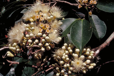 APII jpeg image of Syzygium sayeri  © contact APII