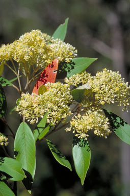 APII jpeg image of Pomaderris argyrophylla  © contact APII