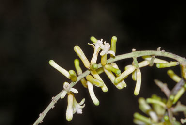 APII jpeg image of Dysoxylum mollissimum subsp. molle  © contact APII