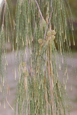 APII jpeg image of Casuarina equisetifolia  © contact APII