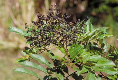 APII jpeg image of Rhus taitensis  © contact APII