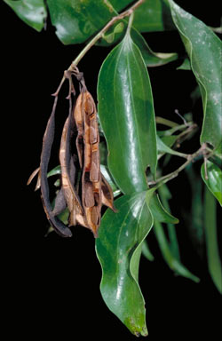 APII jpeg image of Stenocarpus sp. Hinchinbrook Is. (F.D.Hocking AQ229860)  © contact APII