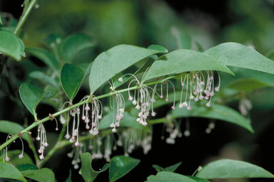 APII jpeg image of Phyllanthus cuscutiflorus  © contact APII