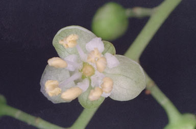 APII jpeg image of Cupaniopsis anacardioides  © contact APII