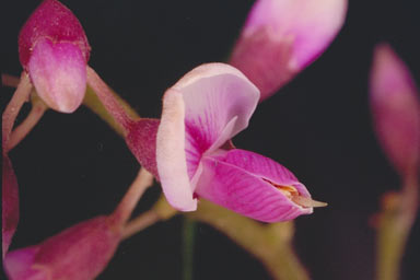 APII jpeg image of Austrosteenisia stipularis  © contact APII