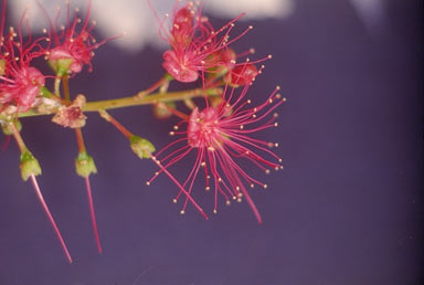 APII jpeg image of Barringtonia acutangula subsp. acutangula  © contact APII