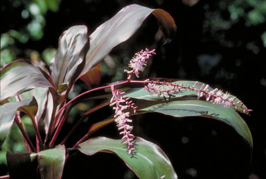 APII jpeg image of Cordyline fruticosa  © contact APII