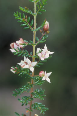 APII jpeg image of Boronia alulata  © contact APII