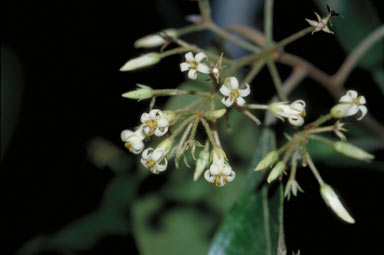 APII jpeg image of Pittosporum ferrugineum  © contact APII