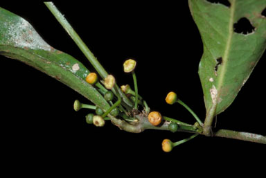 APII jpeg image of Wilkiea angustifolia  © contact APII