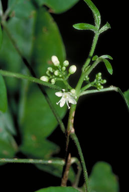 APII jpeg image of Melicope broadbentiana  © contact APII