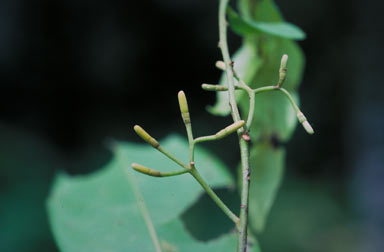 APII jpeg image of Alangium sp. Claudie River (B.P.Hyland 2682RFK)  © contact APII