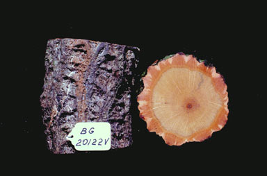 APII jpeg image of Melodorum leichhardtii  © contact APII