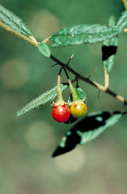 APII jpeg image of Solanum parvifolium subsp. tropicum  © contact APII