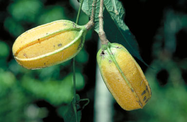 APII jpeg image of Aristolochia deltantha  © contact APII