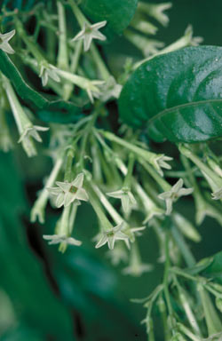 APII jpeg image of Cestrum nocturnum  © contact APII